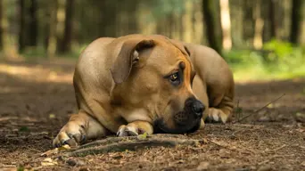 Court issues toughest penalty yet after starving Cape Town dogs rescued Court issues toughest penalty yet after starving Cape Town dogs rescued