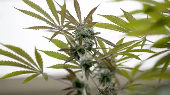 Germany gives controversial green light to cannabis Germany gives controversial green light to cannabis
