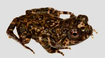 New frog species found in Cederberg New frog species found in Cederberg
