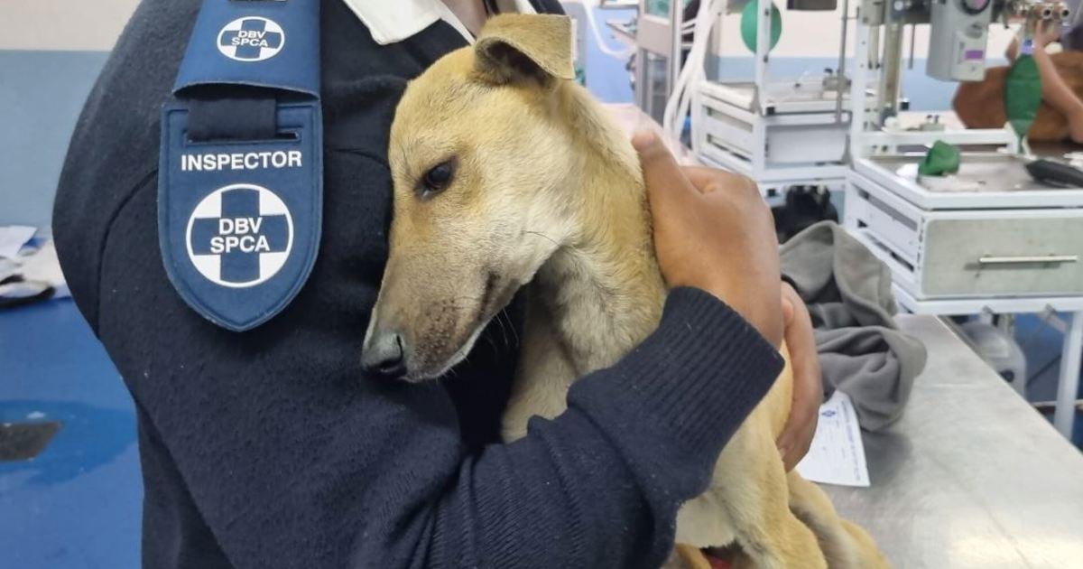 Cape of Good Hope SPCA prepares for winter storm influx