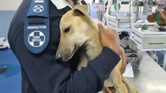 WATCH: Cape of Good Hope SPCA inspector saves dog stranded in water despite fear of swimming WATCH: Cape of Good Hope SPCA inspector saves dog stranded in water despite fear of swimming