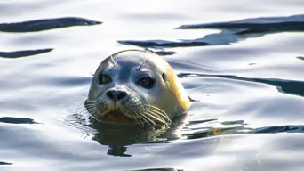 Investigation underway following suspected rabies outbreak in Hout Bay seal colony Investigation underway following suspected rabies outbreak in Hout Bay seal colony