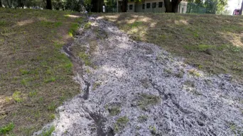 Sewage leaks mars Delta Park’s iconic Cosmos season Sewage leaks mars Delta Park’s iconic Cosmos season