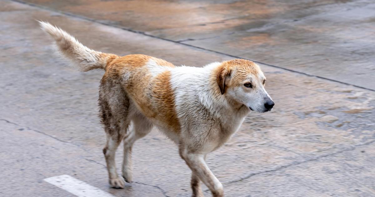 Rabies Alert: SA Public Health Bulletin Calls for Increased Awareness and Action