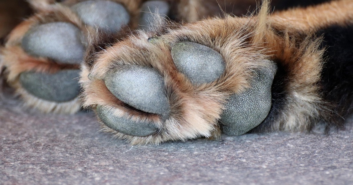 SPCA says it's working to curb number of unwanted animals
