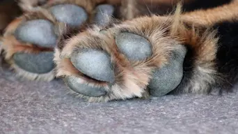 Residents from Ekurhuleni informal settlement call for action after toddler killed in dog attack Residents from Ekurhuleni informal settlement call for action after toddler killed in dog attack