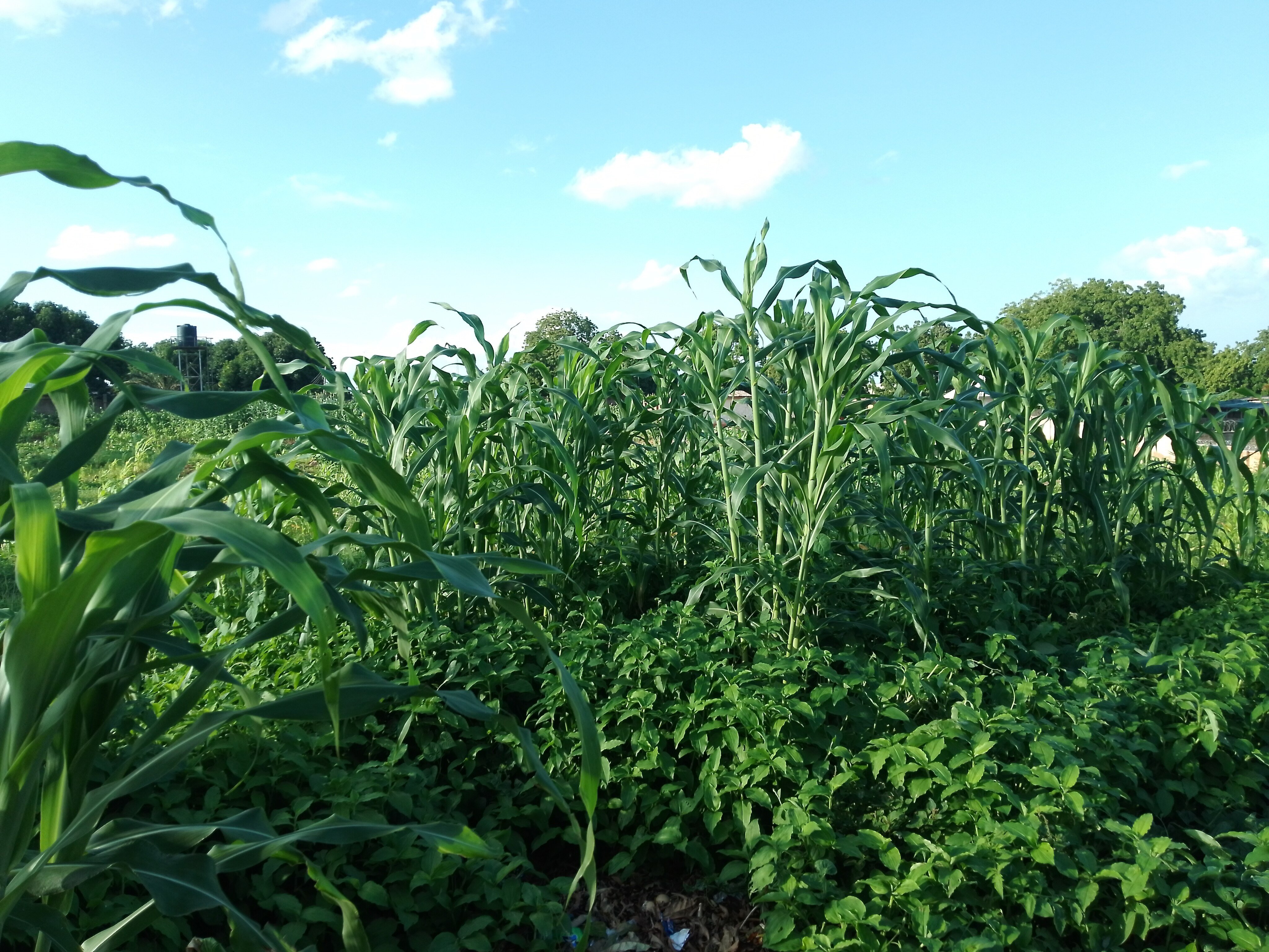 El Niño: Should we brace for higher food prices?