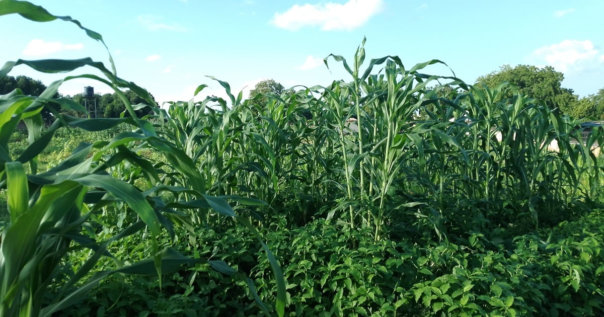 Maize harvest expected to be 8% bigger this season, thanks to good rains