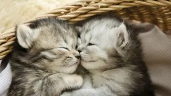 Purrfect! Scotland has no plans to ban cats, leader says Purrfect! Scotland has no plans to ban cats, leader says