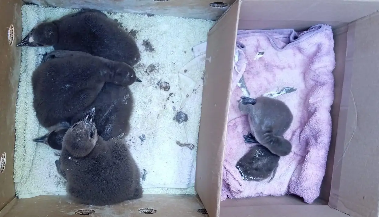 Penguin chicks removed from Boulders Beach during heatwave: SANParks-TMNP on Facebook Penguin chicks removed from Boulders Beach during heatwave: SANParks-TMNP on Facebook