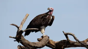 High hopes that new Lappet-faced vulture chick can help rebuild species numbers High hopes that new Lappet-faced vulture chick can help rebuild species numbers