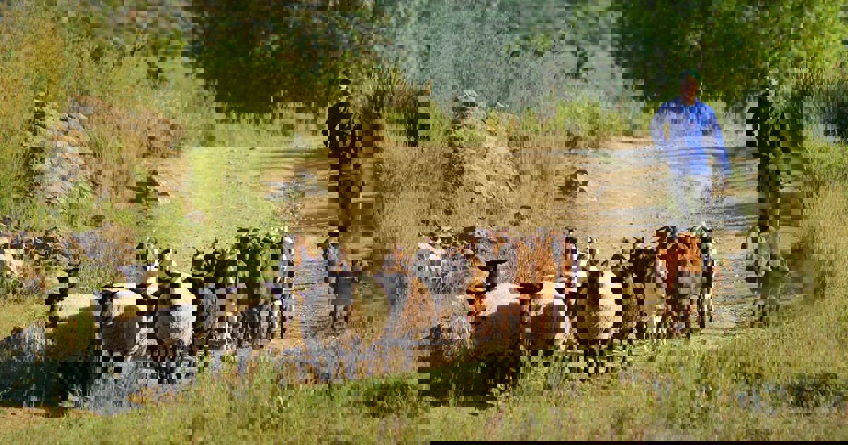 Gauteng government's R16m push to curb foot-and-mouth disease