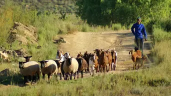 Gauteng government's R16m push to curb foot-and-mouth disease Gauteng government's R16m push to curb foot-and-mouth disease
