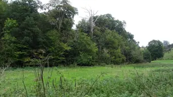 Three-person ‘African Tribe’ evicted from Scottish woodlands Three-person ‘African Tribe’ evicted from Scottish woodlands