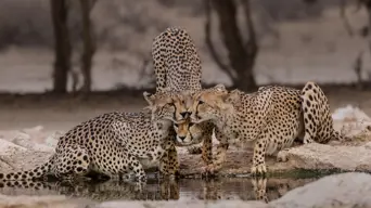 SANParks says prolonged drought impacting animals SANParks says prolonged drought impacting animals