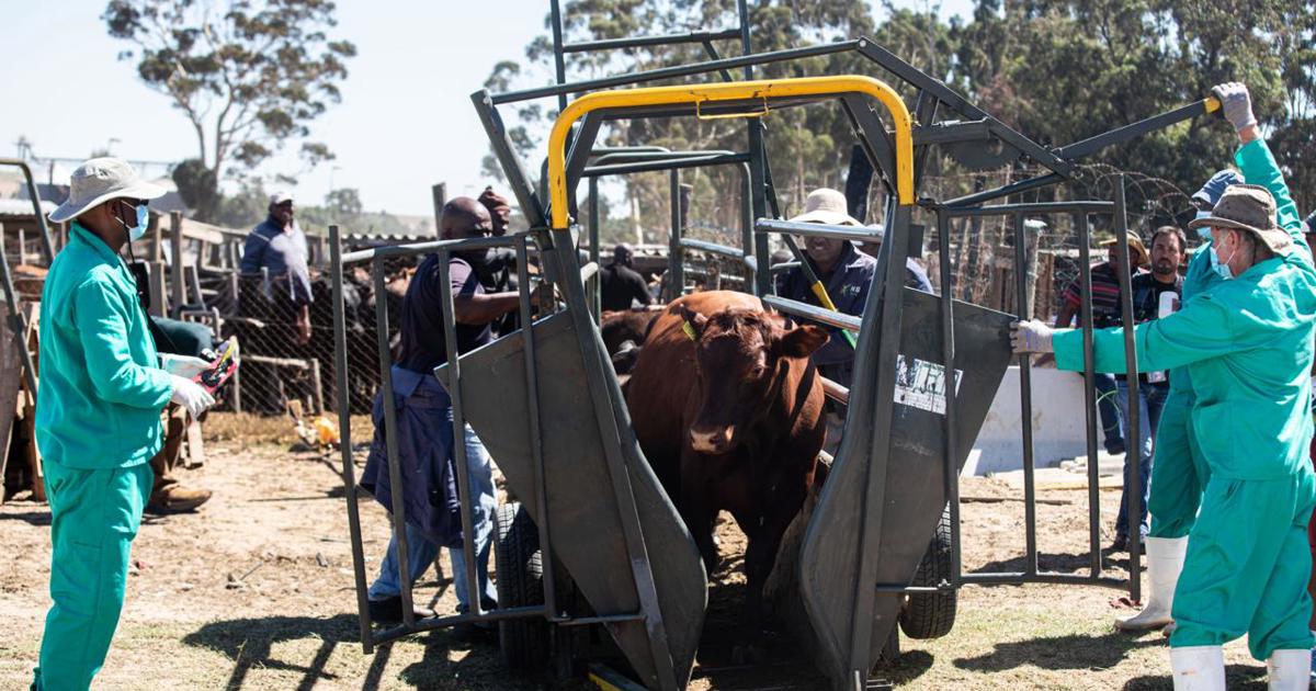 Treasury, Agri Dept working to unlock funds for foot-and-mouth disease ...