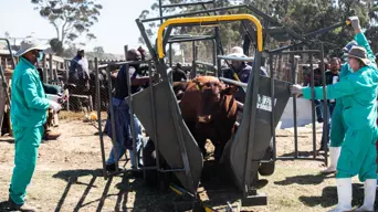 WC govt procures 20k vaccines amid foot-and-mouth disease outbreak WC govt procures 20k vaccines amid foot-and-mouth disease outbreak