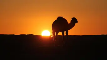 Camels replace cows as Kenya battles drought Camels replace cows as Kenya battles drought
