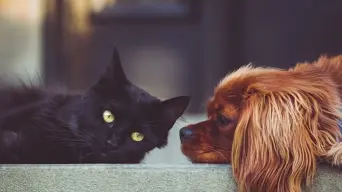 Cape Town's first-ever domestic animals survey completed Cape Town's first-ever domestic animals survey completed