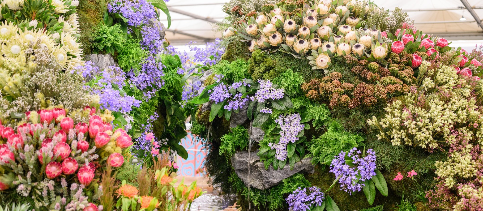 Visitors are awe-struck': SA's award-winning Chelsea Flower Show
