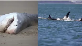 Orcas, humans linked to decline of the great white sharks in and around the False Bay coast Orcas, humans linked to decline of the great white sharks in and around the False Bay coast