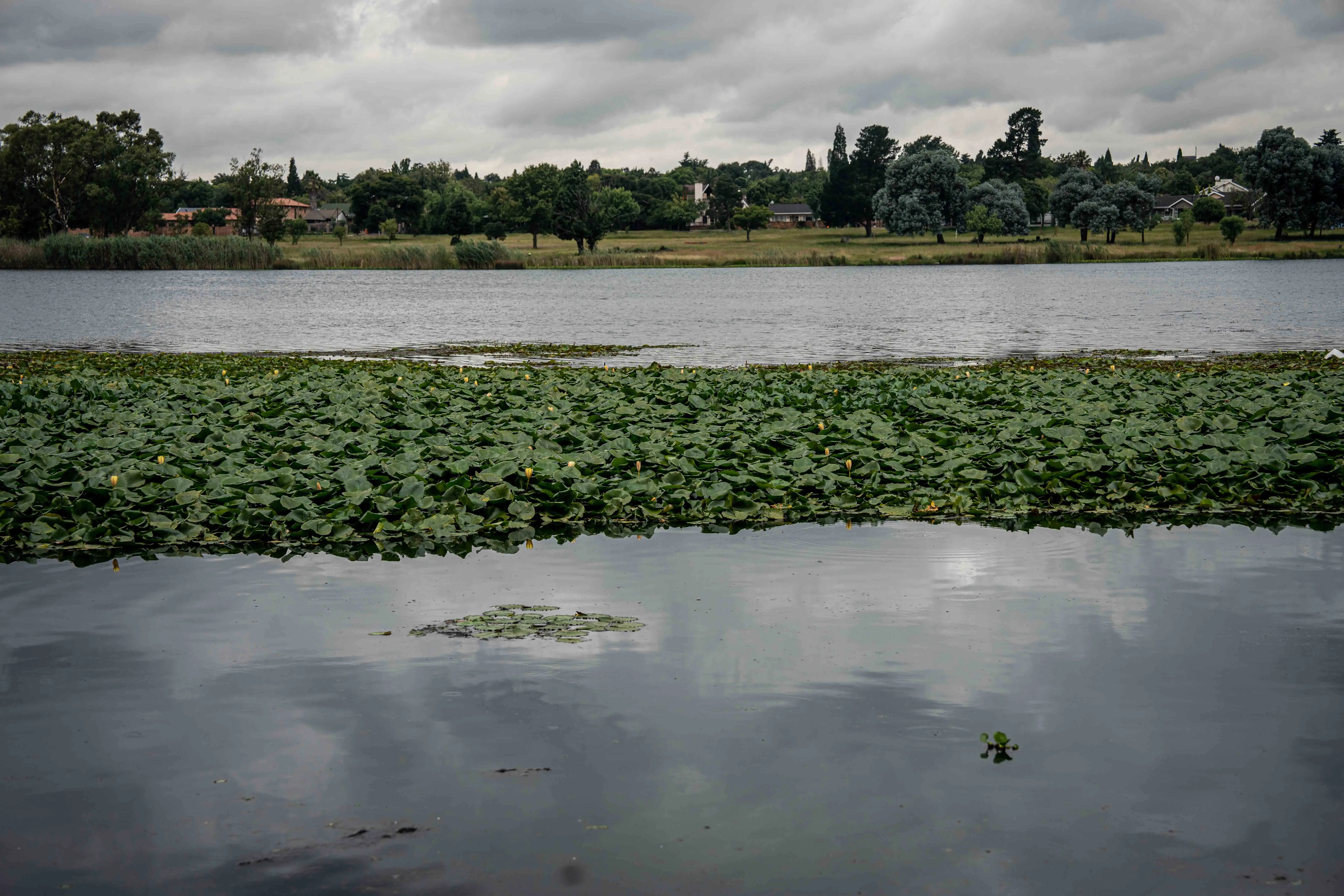 A patch of water hyacinth on Homestead Dam in Benoni. Picture: Xanderleigh Dookey Makhaza/Eyewitness News A patch of water hyacinth on Homestead Dam in Benoni. Picture: Xanderleigh Dookey Makhaza/Eyewitness News
