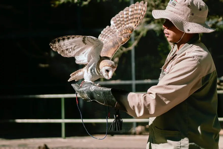 “We also use awareness and education,” says Themba Majola, an animal keeper at the zoo. Majola runs an owl education project teaching communities about the importance of owls to the ecosystem and to dispel the superstitions that often lead to people killing owls. “The educational and the conservation work that we do at the zoo is important because we are trying to preserve the lives and habitats of birds which are vital for a healthy ecosystem.” “We also use awareness and education,” says Themba Majola, an animal keeper at the zoo. Majola runs an owl education project teaching communities about the importance of owls to the ecosystem and to dispel the superstitions that often lead to people killing owls. “The educational and the conservation work that we do at the zoo is important because we are trying to preserve the lives and habitats of birds which are vital for a healthy ecosystem.”