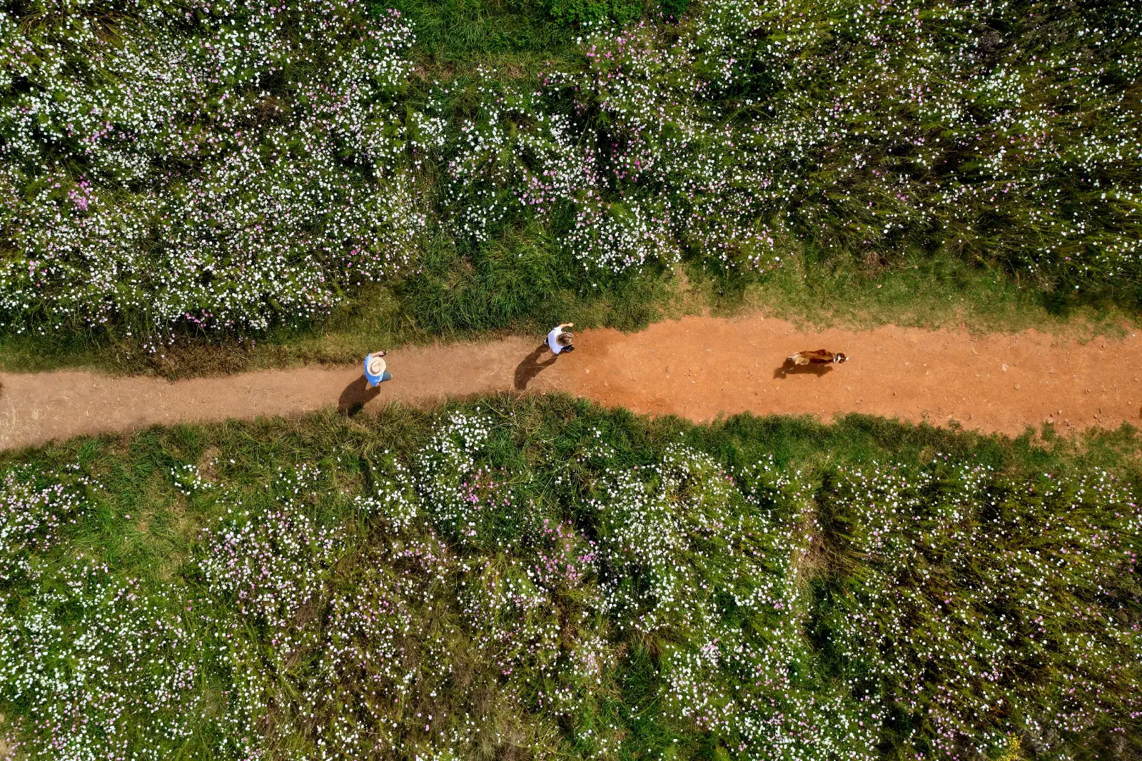 The annual bloom of the Cosmos at Delta Park is overshadowed by recurring sewage leaks. Picture: OurCityNews The annual bloom of the Cosmos at Delta Park is overshadowed by recurring sewage leaks. Picture: OurCityNews