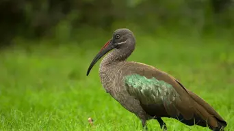 We know hadedas are noisy, but did you know they have a 'sixth sense' drawing them to your garden? We know hadedas are noisy, but did you know they have a 'sixth sense' drawing them to your garden?