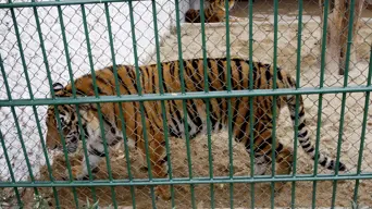 Animal trafficking reaches record high in 2025: Interpol (AFP) Animal trafficking reaches record high in 2025: Interpol (AFP)