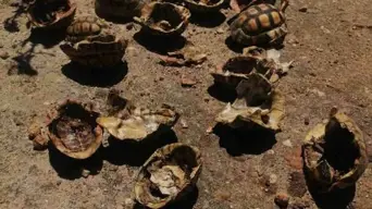 Cape Town authorities investigating case of poaching after 19 tortoise shells found in reserve Cape Town authorities investigating case of poaching after 19 tortoise shells found in reserve