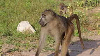 City of Cape Town's baboon management plan heads to court City of Cape Town's baboon management plan heads to court