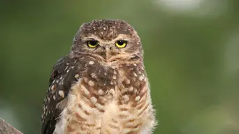 What to do if you have owls in your factory or warehouse What to do if you have owls in your factory or warehouse