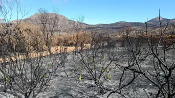 Some trails around Tokai and Silvermine East reopen 1 July after devastating fires - SANParks Some trails around Tokai and Silvermine East reopen 1 July after devastating fires - SANParks