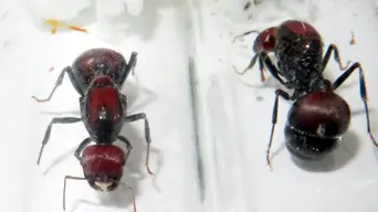 Chinese national handed jail term for trying to smuggle 2 000 live ants out of Kenya Chinese national handed jail term for trying to smuggle 2 000 live ants out of Kenya