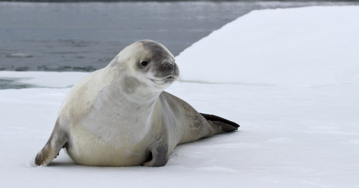 Lone crabeater seal travels 4,500km from Antarctica to Cape Town