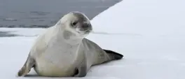 Lone crabeater seal travels 4,500km from Antarctica to Cape Town Lone crabeater seal travels 4,500km from Antarctica to Cape Town