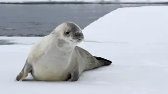 Lone crabeater seal travels 4,500km from Antarctica to Cape Town Lone crabeater seal travels 4,500km from Antarctica to Cape Town