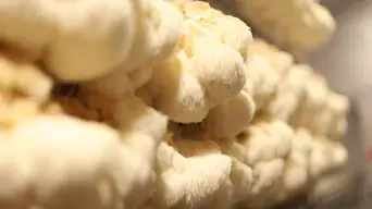 Dietician advises caution as lion’s mane mushrooms health craze grows Dietician advises caution as lion’s mane mushrooms health craze grows