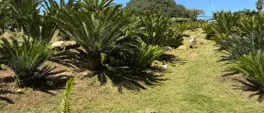 Conservationists warn against illegal trade of endangered cycad plant Conservationists warn against illegal trade of endangered cycad plant