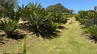 Conservationists warn against illegal trade of endangered cycad plant Conservationists warn against illegal trade of endangered cycad plant