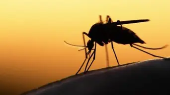 Malaria cases rise in Gauteng Malaria cases rise in Gauteng