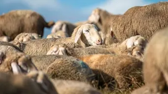 Free State Agriculture urges Steenhuisen to act as foot-and-mouth disease outbreak worsens Free State Agriculture urges Steenhuisen to act as foot-and-mouth disease outbreak worsens