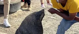 Authorities crack down on illegal seal feeding at Hout Bay Harbour Authorities crack down on illegal seal feeding at Hout Bay Harbour