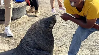 Authorities crack down on illegal seal feeding at Hout Bay Harbour Authorities crack down on illegal seal feeding at Hout Bay Harbour