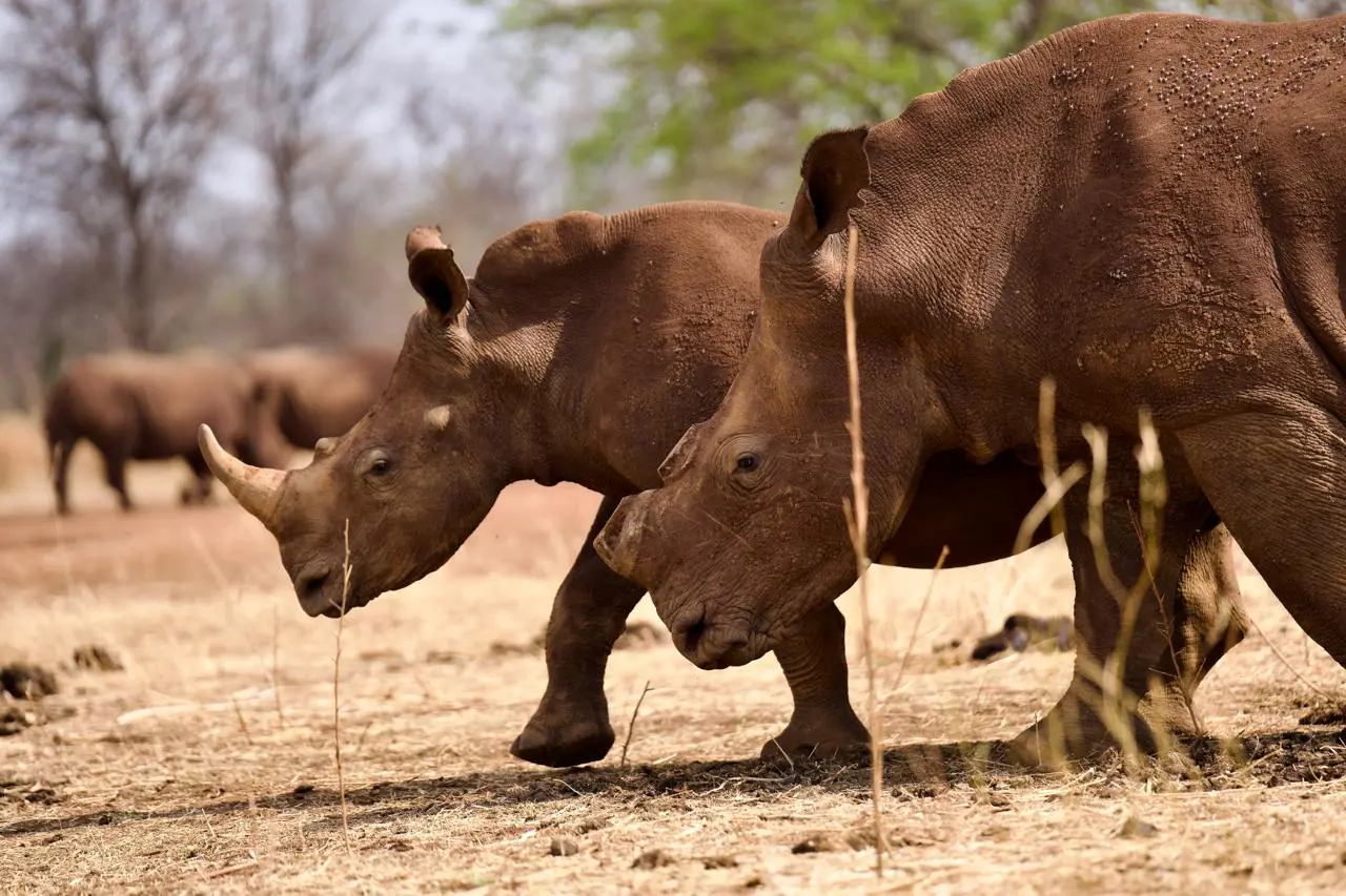 Lewitton claims 39 rhinos were poached from his reserve and another 60 vanished while he was in prison. Photo: Katlego Jiyane Lewitton claims 39 rhinos were poached from his reserve and another 60 vanished while he was in prison. Photo: Katlego Jiyane