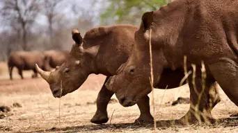 Limpopo farmer's push to legalise rhino horn trade Limpopo farmer's push to legalise rhino horn trade