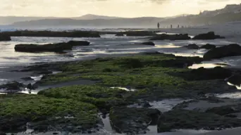 Public urged to avoid contact with dead marine animals on Mossel Bay shoreline Public urged to avoid contact with dead marine animals on Mossel Bay shoreline