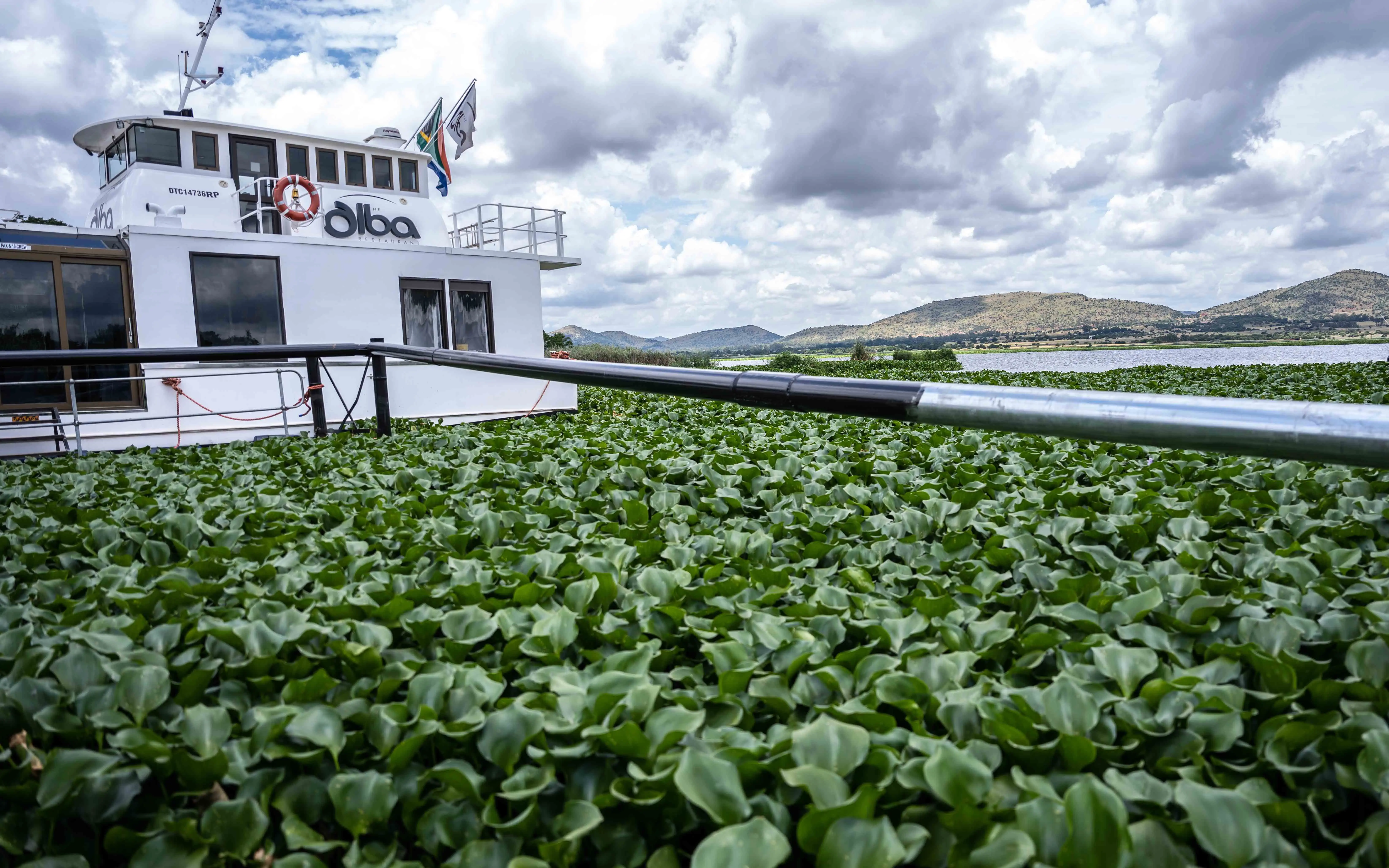 Water hyacinths on the Harties harbour on 31 January 2023. Picture: Abigail Javier/Eyewitness News Water hyacinths on the Harties harbour on 31 January 2023. Picture: Abigail Javier/Eyewitness News