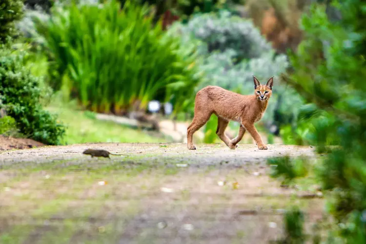 A caracal and rat spotted at Kirstenbosch, Cape Town. Picture: Jacques Smit/Urban Caracal Project. A caracal and rat spotted at Kirstenbosch, Cape Town. Picture: Jacques Smit/Urban Caracal Project.